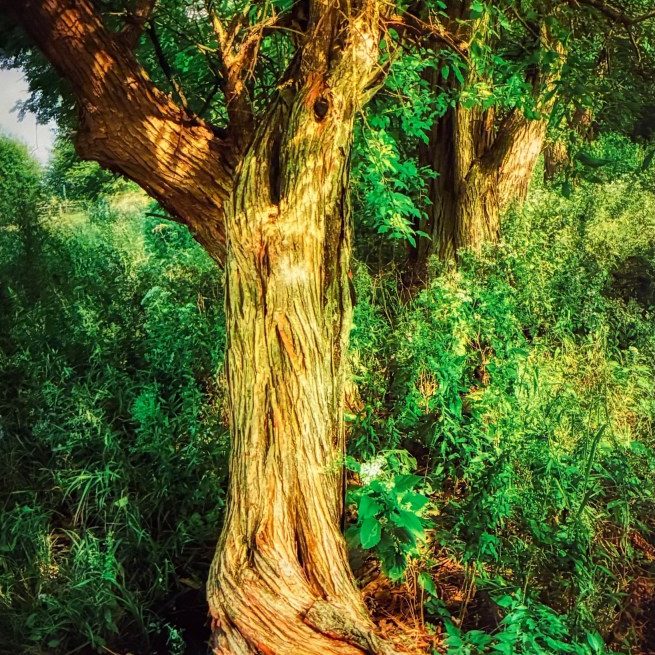 Awesome Trees 2