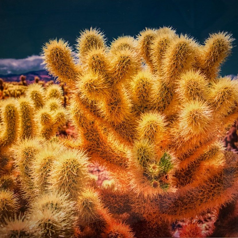 Cactus J.T. - print