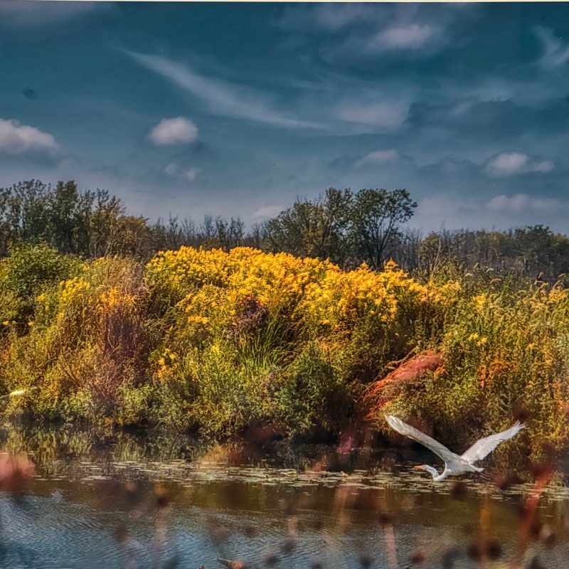 Illinois Preserve Crane - print