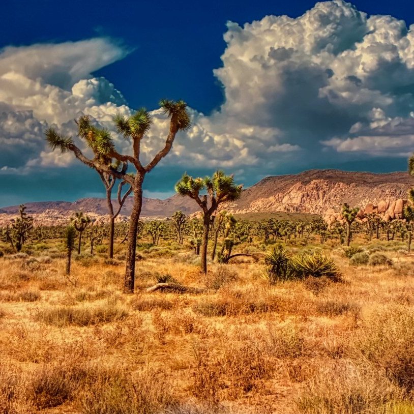Joshua Tree - print