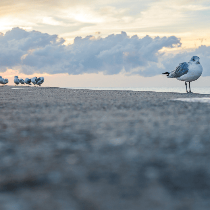 Loner - print