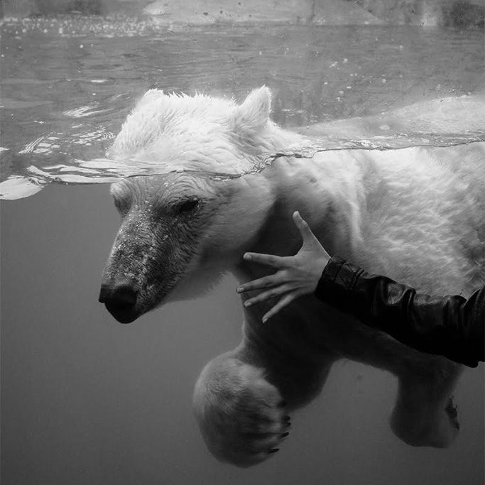 Polar Bear - print