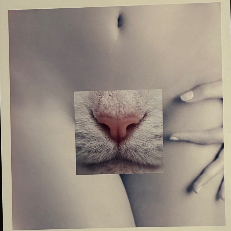 Pussy Cat - print