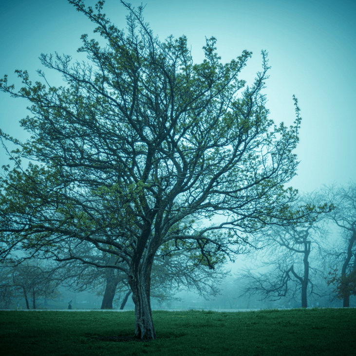 Tree - print