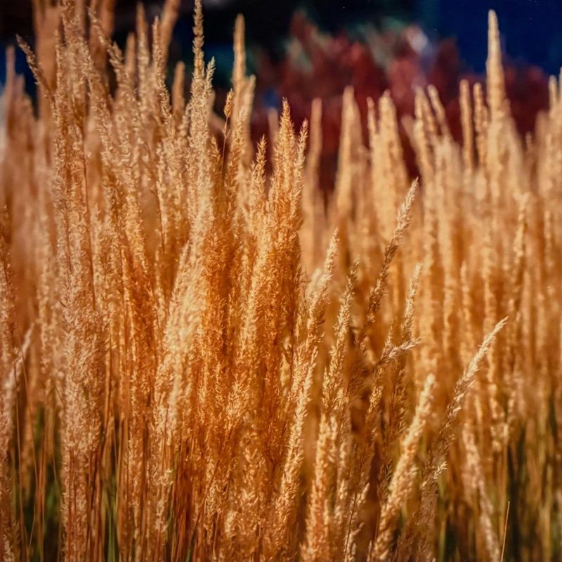 Field Growth