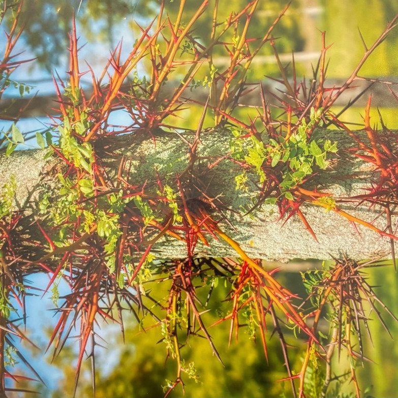 Tree w/Baby Spikes - print