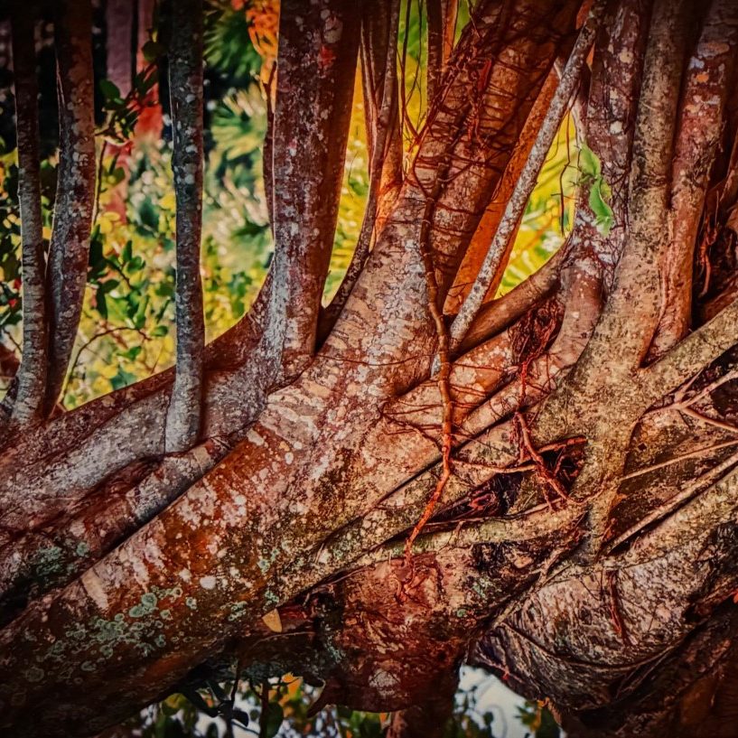 Colorful Trees
