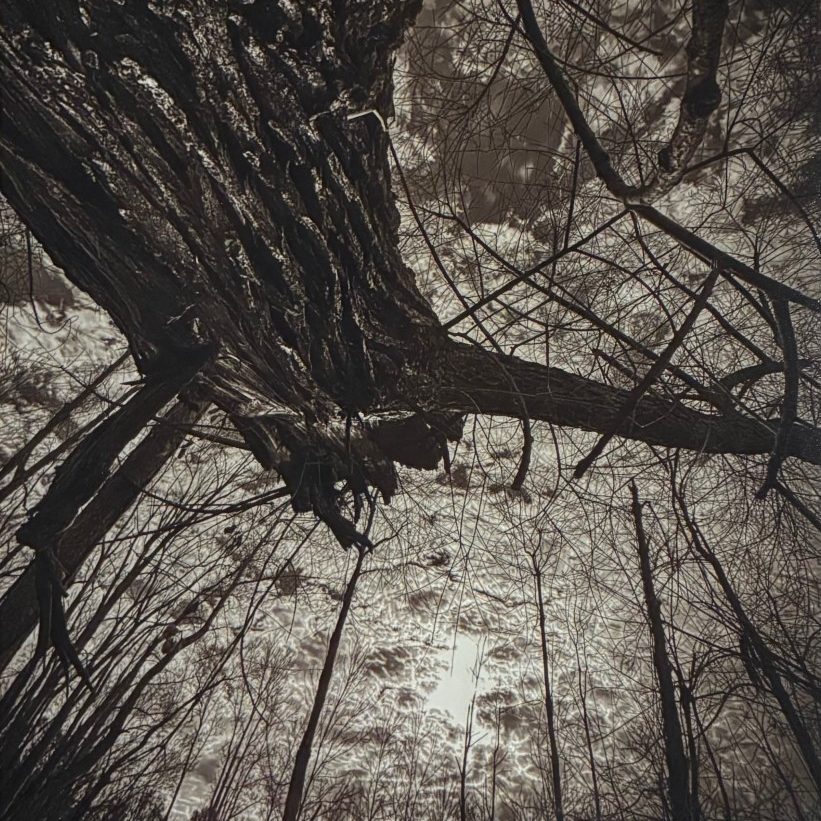 B/W Tree