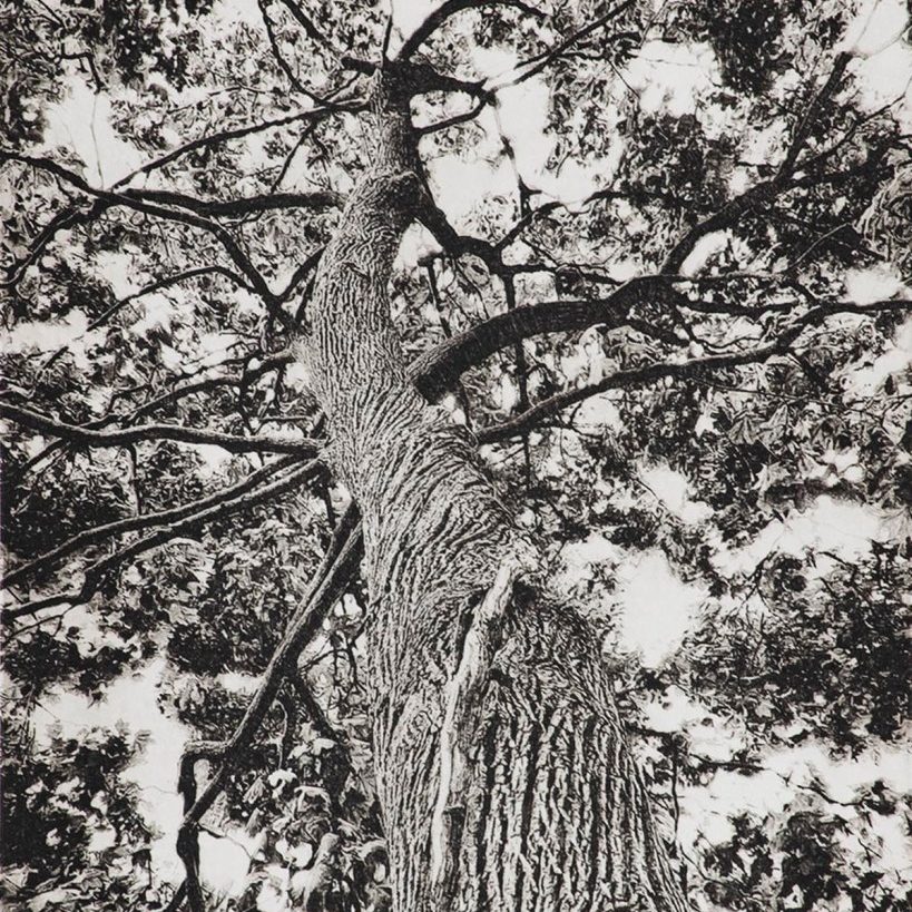 Looking Up I - print