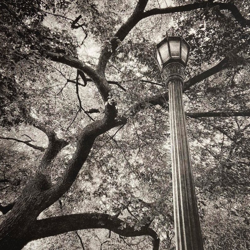 Looking Up II - print