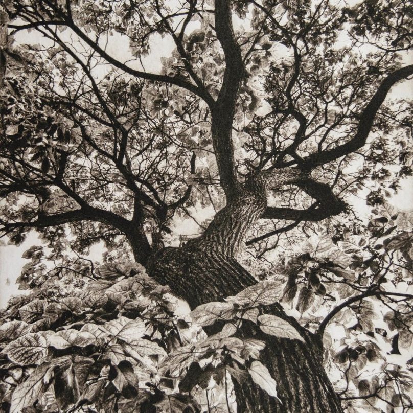 Looking Up III - print