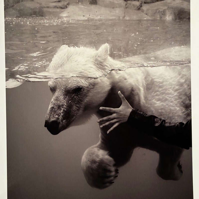 "Polar Bear" - Justin Matthew