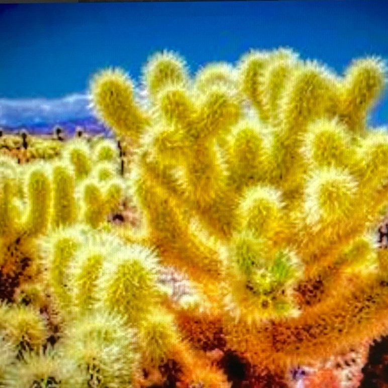 "Cactus J.T." - Mike Sebahar