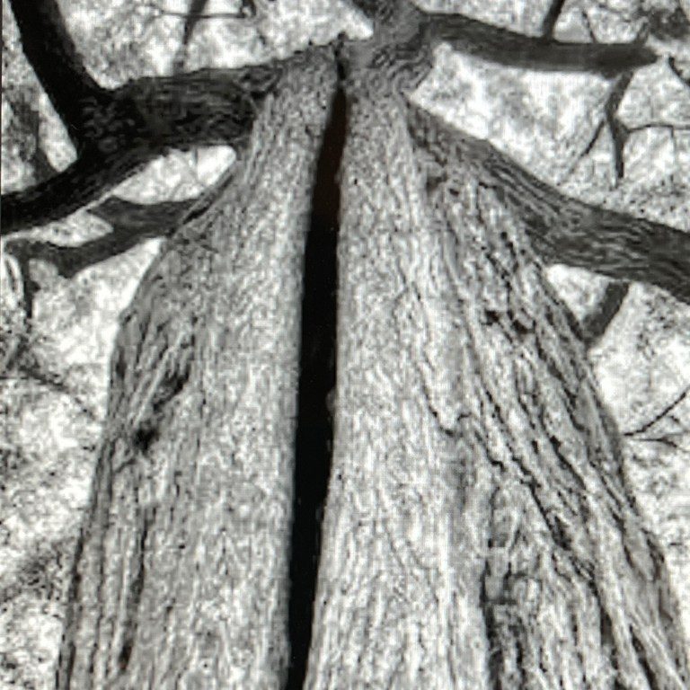 "Split Tree" - Mike Sebahar