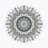 "Nature 1" - Steve O'Connell