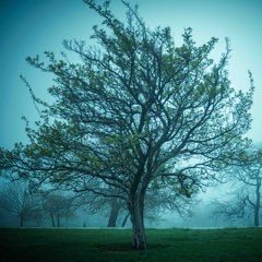 "Tree" (print) - Steve O'Connell