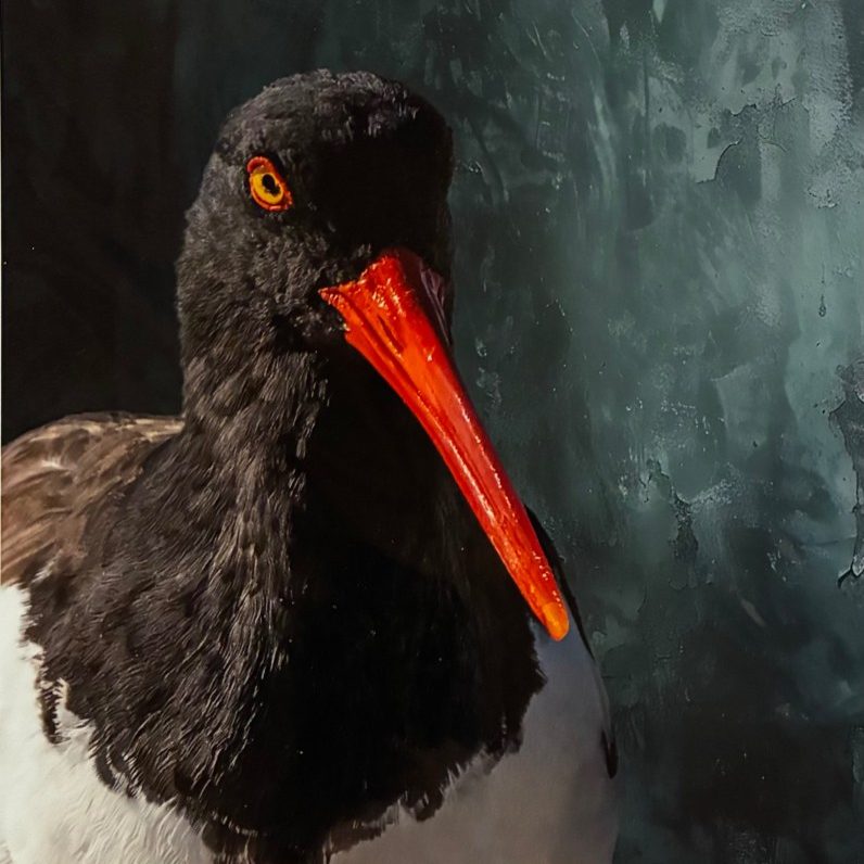 "American Oyster Catcher" - Wendy Love