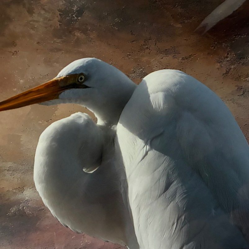 "Great Egret" - Wendy Love