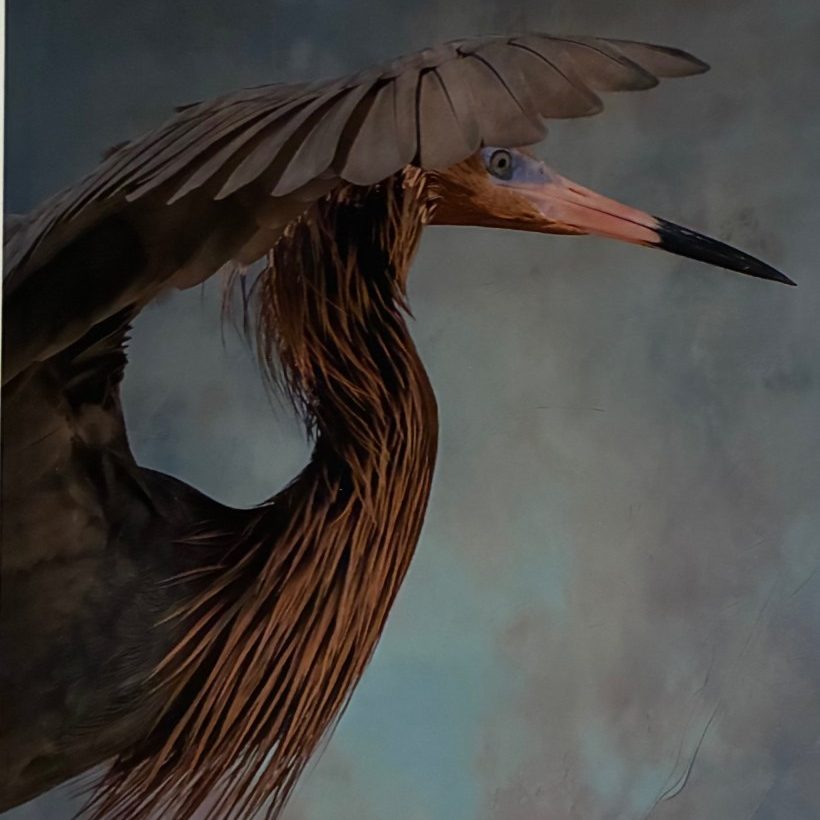"Reddish Egret Hunting" - Wendy Love