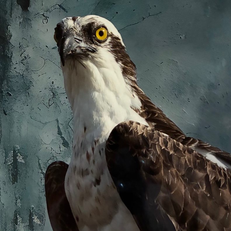 "Osprey, On Alert" - Wendy Love