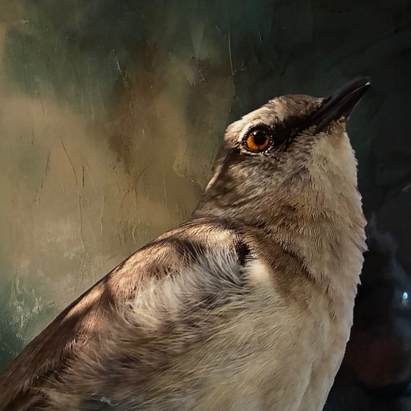 "Northern Mockingbird" - Wendy Love