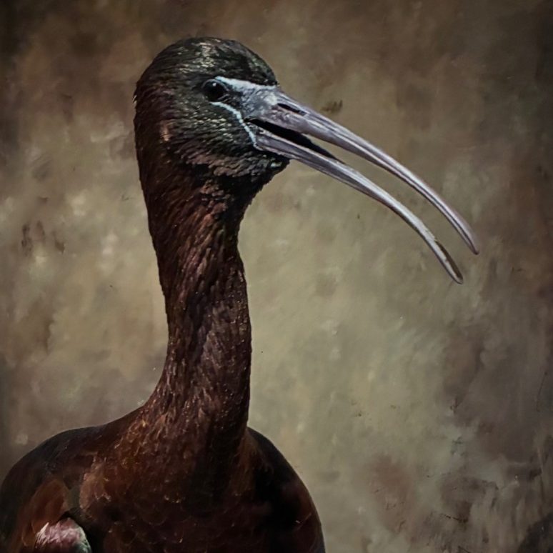 "Glossy Ibis" - Wendy Love