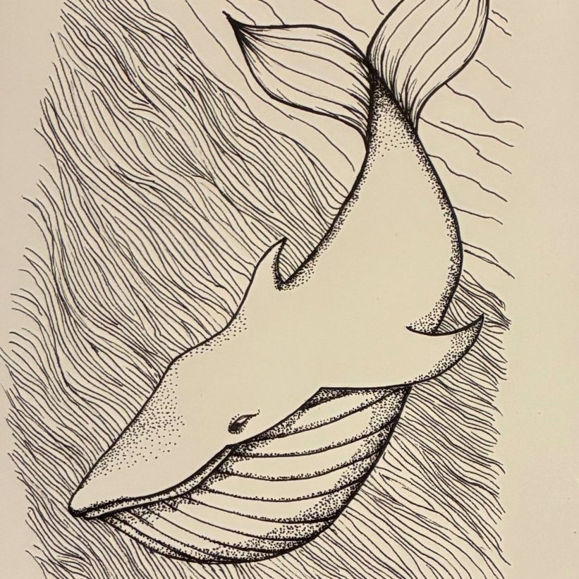 "Pen and ink Whale" - Micki Croisant